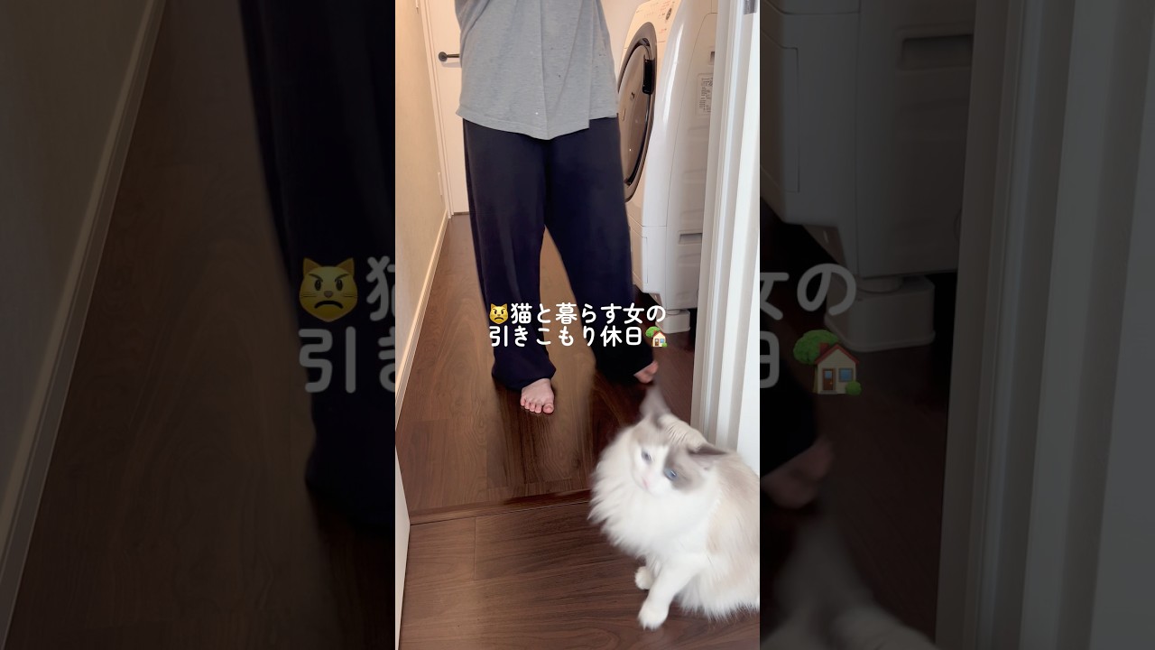 😾猫と暮らす女の引きこもり休日🏡⋆*