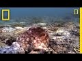 Amazing Octopus Color Transformation | National Geographic