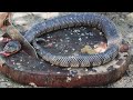 Giant Snake Soup Delicious Big Python Boil For Food Wilderness Food