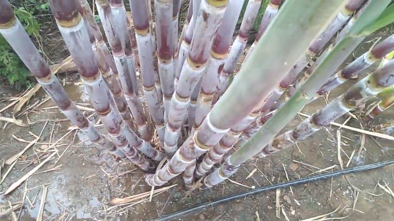 limpando os cana da minha Mini chácara