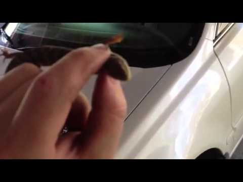 Funny lizard best friend song