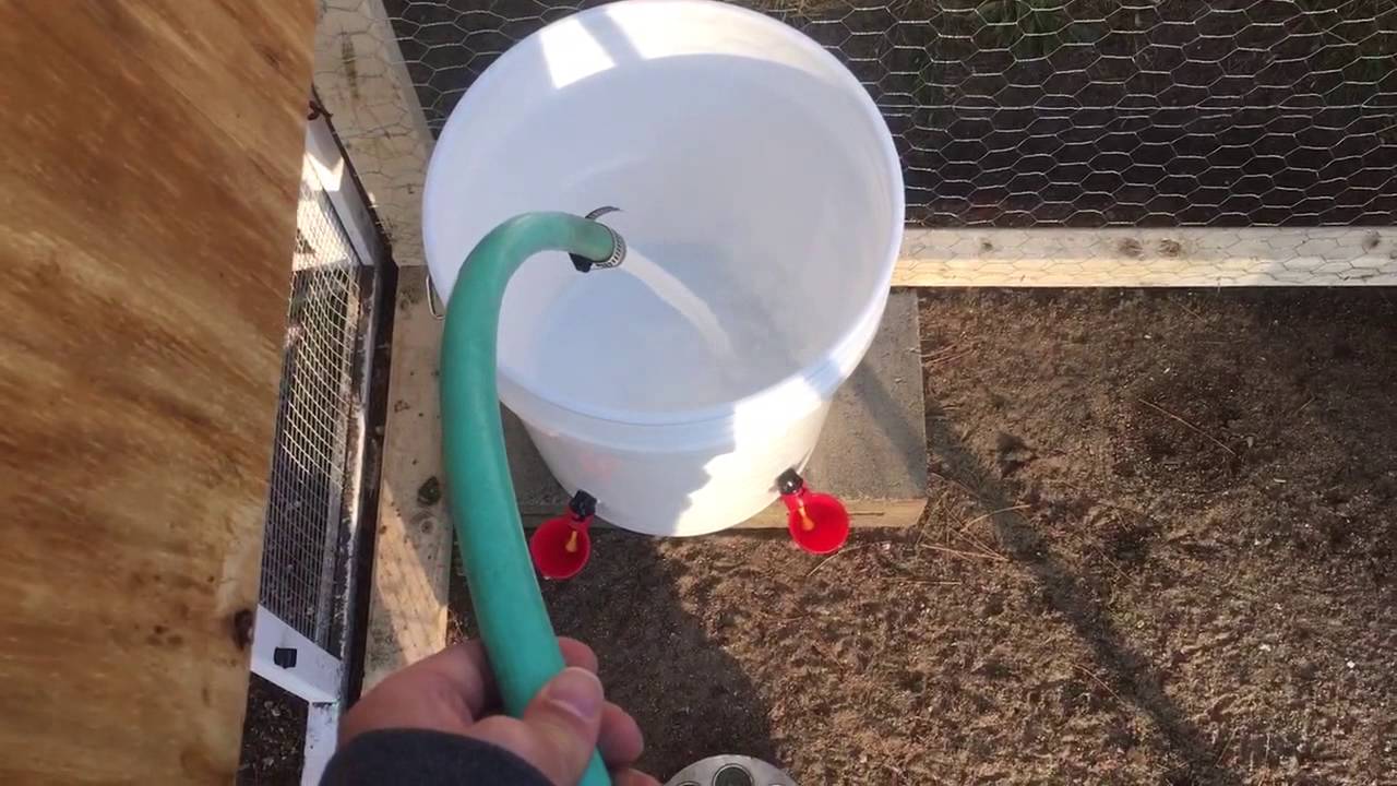 Watch video How To Make A Chicken Waterer Using 5 Gallon Bucket - Easy DIY Now How To Make A Chicken Waterer Using 5 Gallon Bucket - Easy DIY