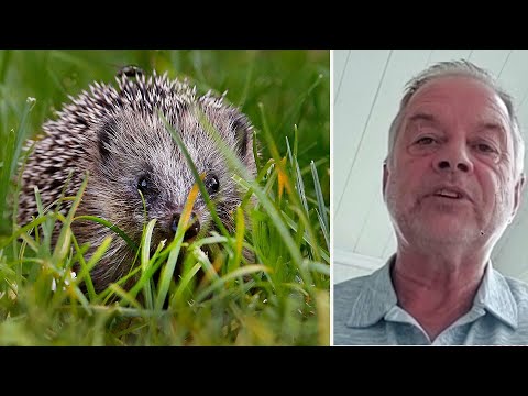 Igelkottar används som fotbollar – barn plågar djur: ”Finns ingen … | TV4 Nyheterna | TV4 & TV4 Play
