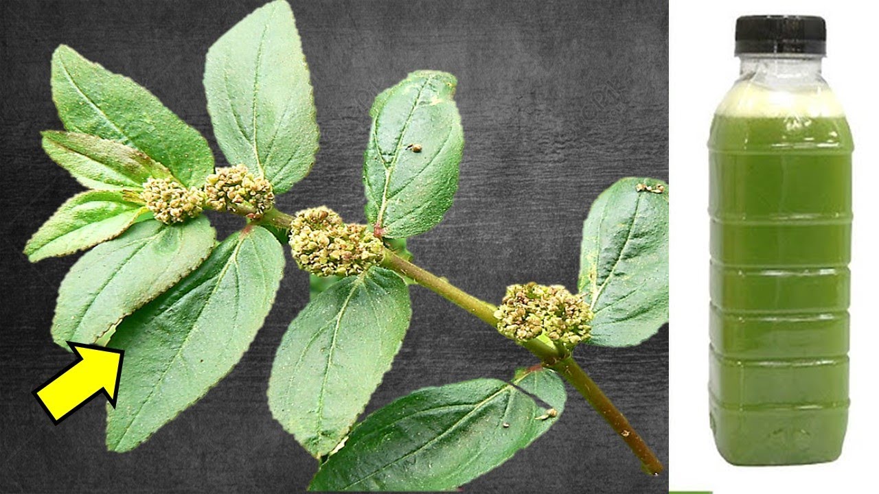 1 folha destrói Hipertensão, Colesterol Ruim, Pedras nos Rins, Retenção (Melhor que Remédio)