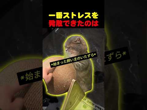 一番ストレスを発散できたのは