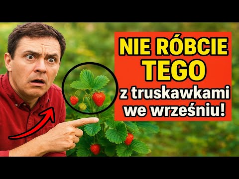 DON'T DO THIS with strawberries in September! 🚫 A crucial mistake that will cause you to lose you...