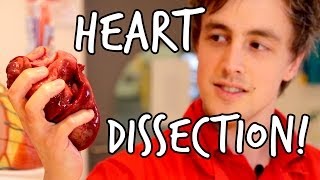 What's inside a heart? Heart Dissection | At-Bristol Science Centre