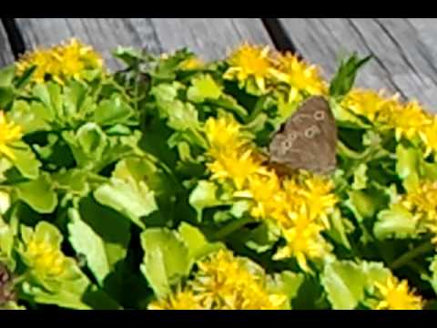 Fjärilar. Butterfly's during summer in Sweden.