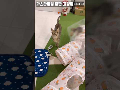 집사한테 가스라이팅 당하는 고양이