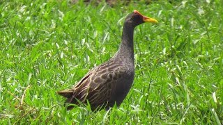 Download lagu tiếng cúm núm gà ngọng 3 ăn quanh năm.fail theo e nhiều năm nai e kỹ niệm niệm ae. mp3 Download lagu tiếng cúm núm gà ngọng 3 ăn quanh năm.fail theo e nhiều năm nai e kỹ niệm niệm ae. mp3