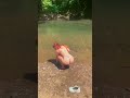 Big Ass Naked Girl So Hot Tiktok Cutegirl Naked