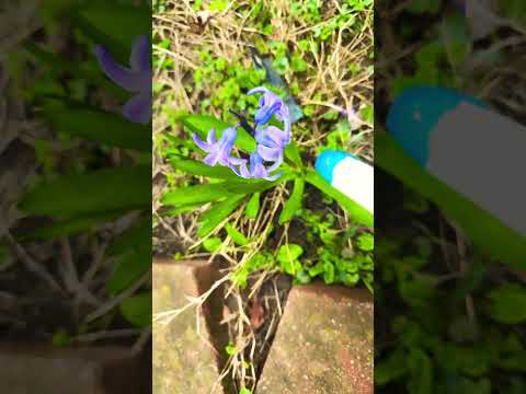 WATER MY FLOWERS WITH ME 🪻🌹🌸🌺🌷🌻🌼💐