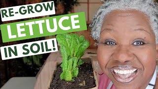 Regrow Lettuce in Soil!