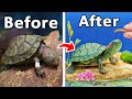 I Rescued A Baby Turtle From An Illegal Animal Market
