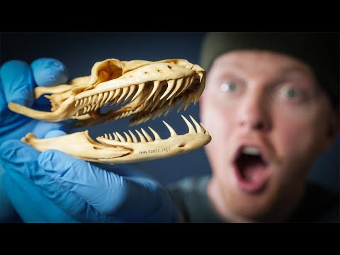 Snake Skull - Odd Animal Specimen