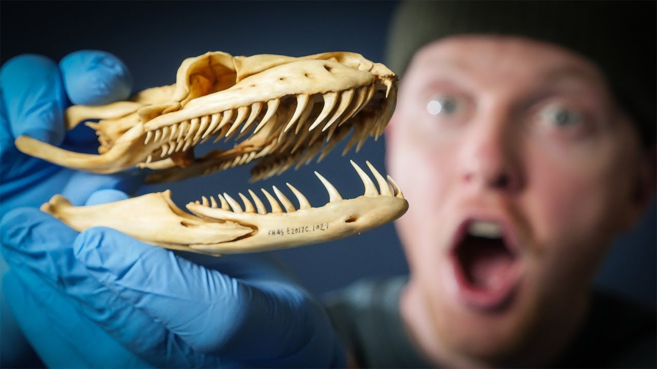Snake Skull - Odd Animal Specimen