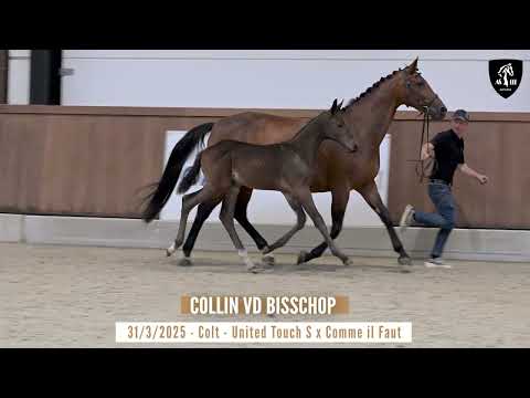 COLLIN VD BISSCHOP