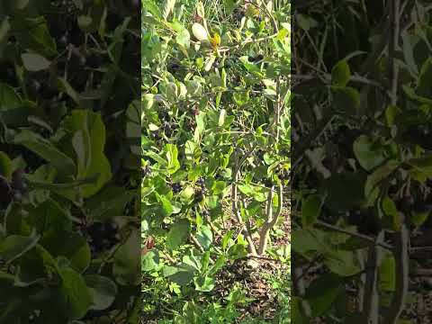 ブラックチョークベリー 植物