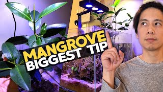 Easy Mangrove Tank: THE BEGINNING!! (5/10/2020)