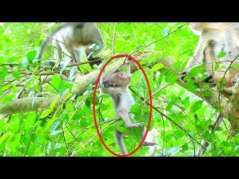 Break heart when to see Baby Lori nearly fall down from tree cos request mom again & again not help|