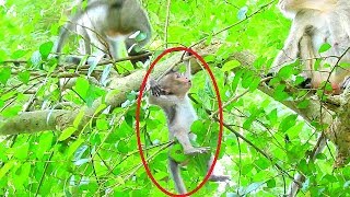 Break heart when to see Baby Lori nearly fall down from tree cos request mom again & again not help|