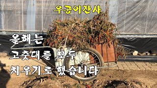 우공이잔사-올해는 고추 잔사를 모두 치우기로 했습니다