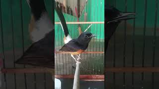 Download lagu Kicauan murai betina muda emosi panggil lawan#muraibetinagacor#Shorts mp3 Download lagu Kicauan murai betina muda emosi panggil lawan#muraibetinagacor#Shorts mp3