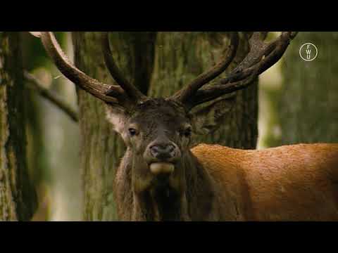 FWU - Unsere Wilden - Hirsch, Hase, Reh - Trailer