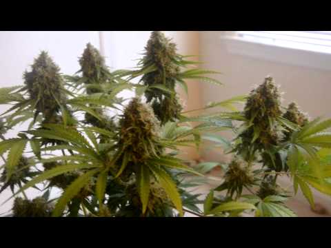 GANJA FARMA  EP.8 : Pineapple Express Harvest