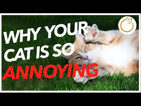 Why do Cats ALWAYS Knock Things Over?! You Won't Believe This!