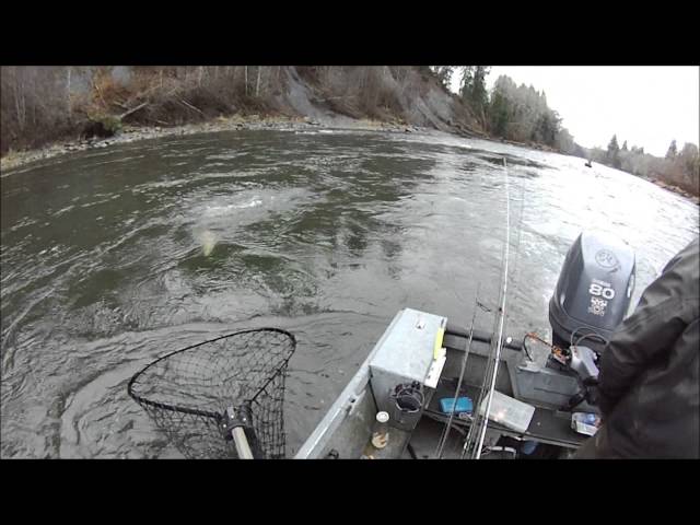 Trophy Steelhead Landed On Wicked Lures