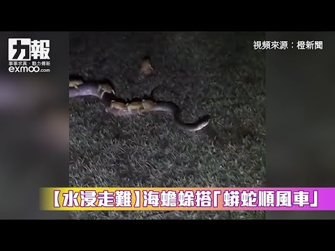 有片！【水浸走難】海蟾蜍搭「蟒蛇順風車」