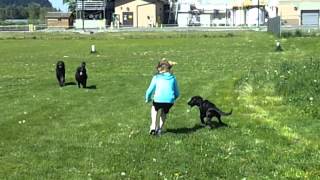 preview picture of video 'Skye and Stella Romping Through the Carnation Dog Park'