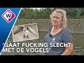 Grote blijdschap om babyboom bij zwaluwen in broedwand - OMROEP WEST