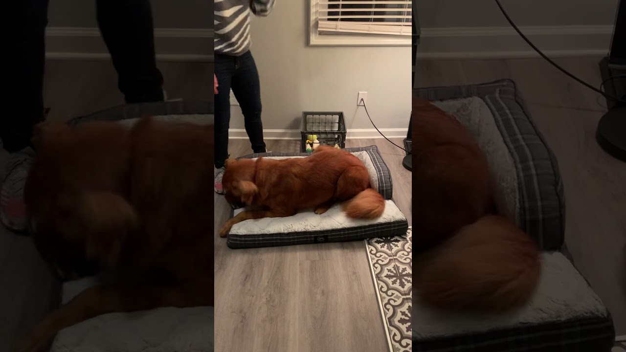 Serta XL Luxury Sleeper Sofa Pet Bed (43