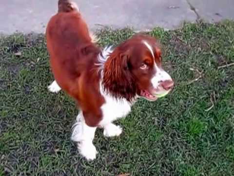 Thor the English Springer Spaniel plays fetch with the tennis ball