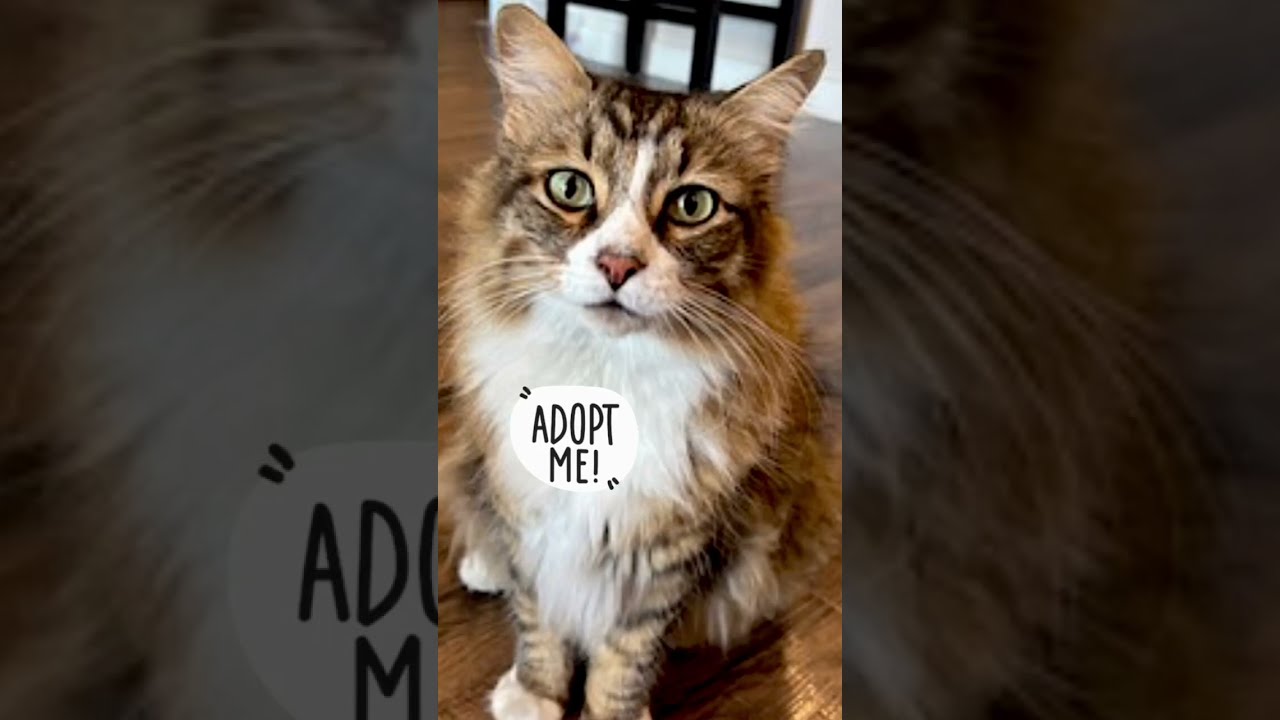 Enlarge Kiki, a Adopted Domestic Long Hair in Rockwall, TX video 2/6