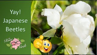 🌹 Planning for Japanese Beetles and why I get excited / Positive Thoughts / Organic Gardening