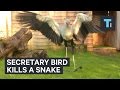 Secretary Bird Kills A Snake