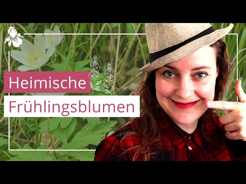 Welche Blumen im Wald? 15 Essentielle!