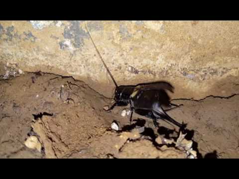 Ecco come suona una cicala!