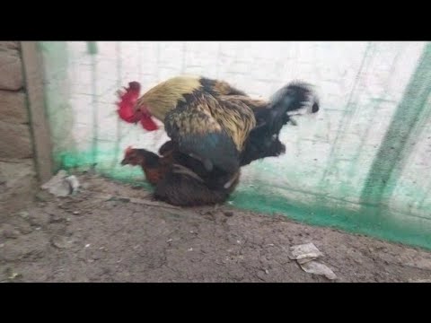 Rooster Crowing Compilation Plus || Crazy Cockerel ATTACKS Hens