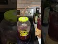Blackberry Moonshine Made On The Pickle Still