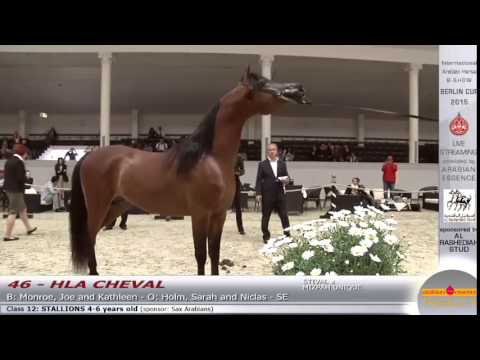 Berlin Cup 2015 - Stallions 4-6 years old - Class 12