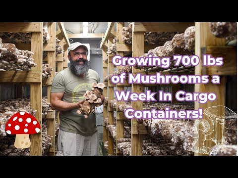The Mushroom Man: Growing 700 lbs of Mushrooms Every Week In Cargo Containers