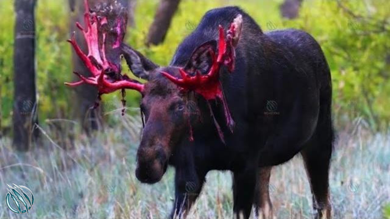 MOOSE ─ The Drunken' Divin' Fightin' Forest Giant That Attacks Bears!!