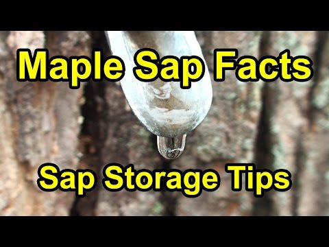 download lagu mp3 mp4 How Long Can Maple Sap Be Stored Before Processing, download lagu How Long Can Maple Sap Be Stored Before Processing gratis, unduh video klip How Long Can Maple Sap Be Stored Before Processing
