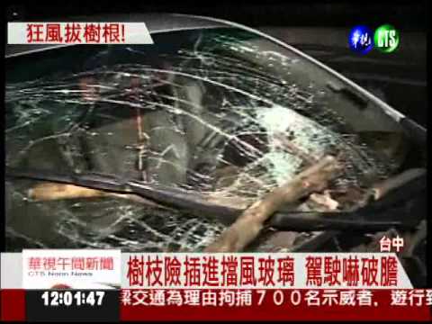 7級陣風路樹倒 壓扁轎車騎士傷