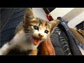 Angry Kitten Meowing Demands Attention Then Kitten Attacks Cat Cats Meowing