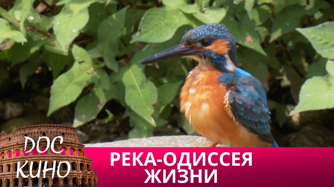 🎭 РЕКА - ОДИССЕЯ ЖИЗНИ🌎 ДОКУМЕНТАЛЬНОЕ КИНО 🎆 2013